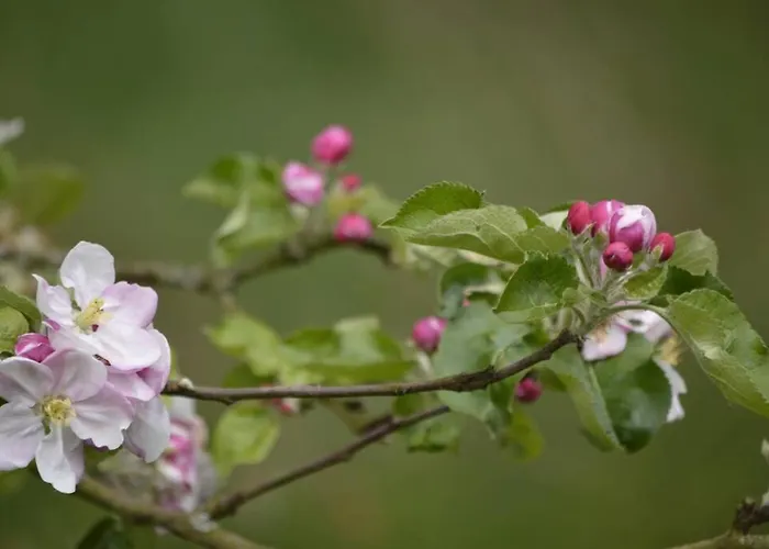 Ferme De Wichery, 2-6 Pers.